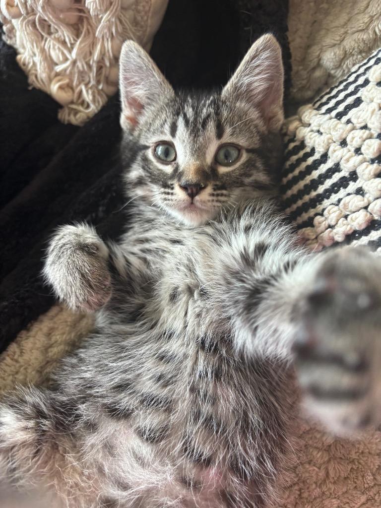 Oak-ly, Adoptable, Kitten Male Domestic Short Hair.