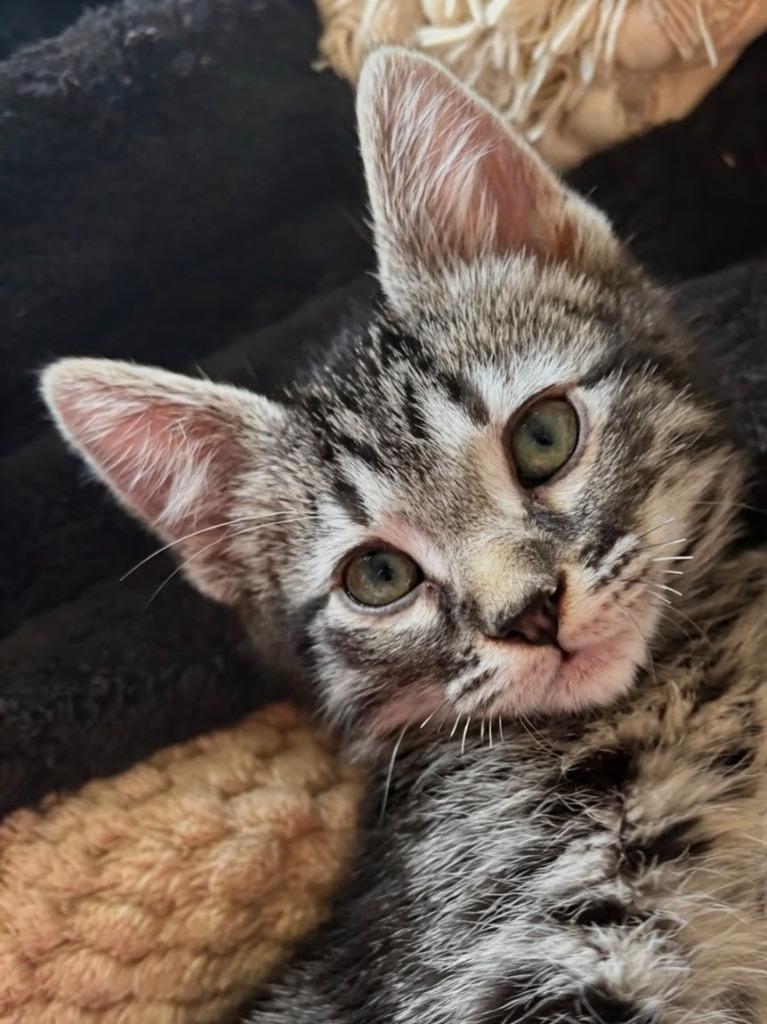 Enlarge Oak-ly, a Adoptable mixed breed in Olathe, KS image 2/4
