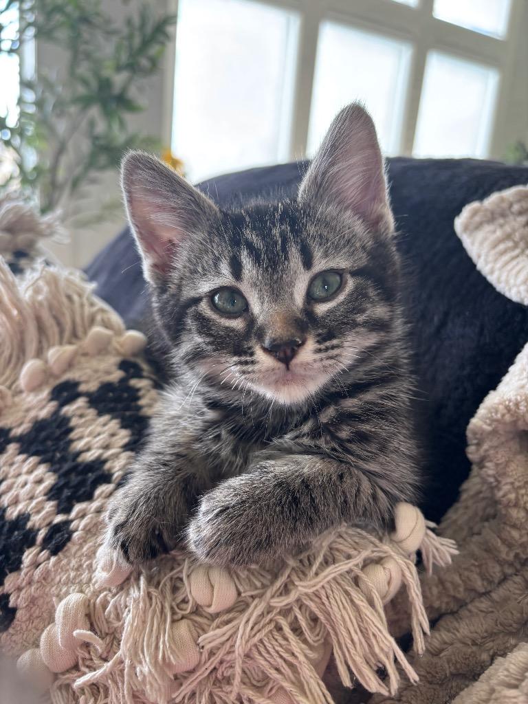 Enlarge Oak-ly, a Adoptable mixed breed in Olathe, KS image 3/4