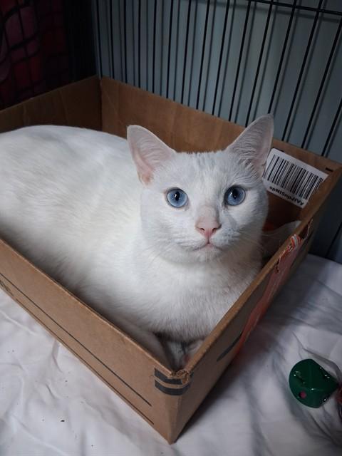 MO, Adoptable, Adult Male Domestic Short Hair.