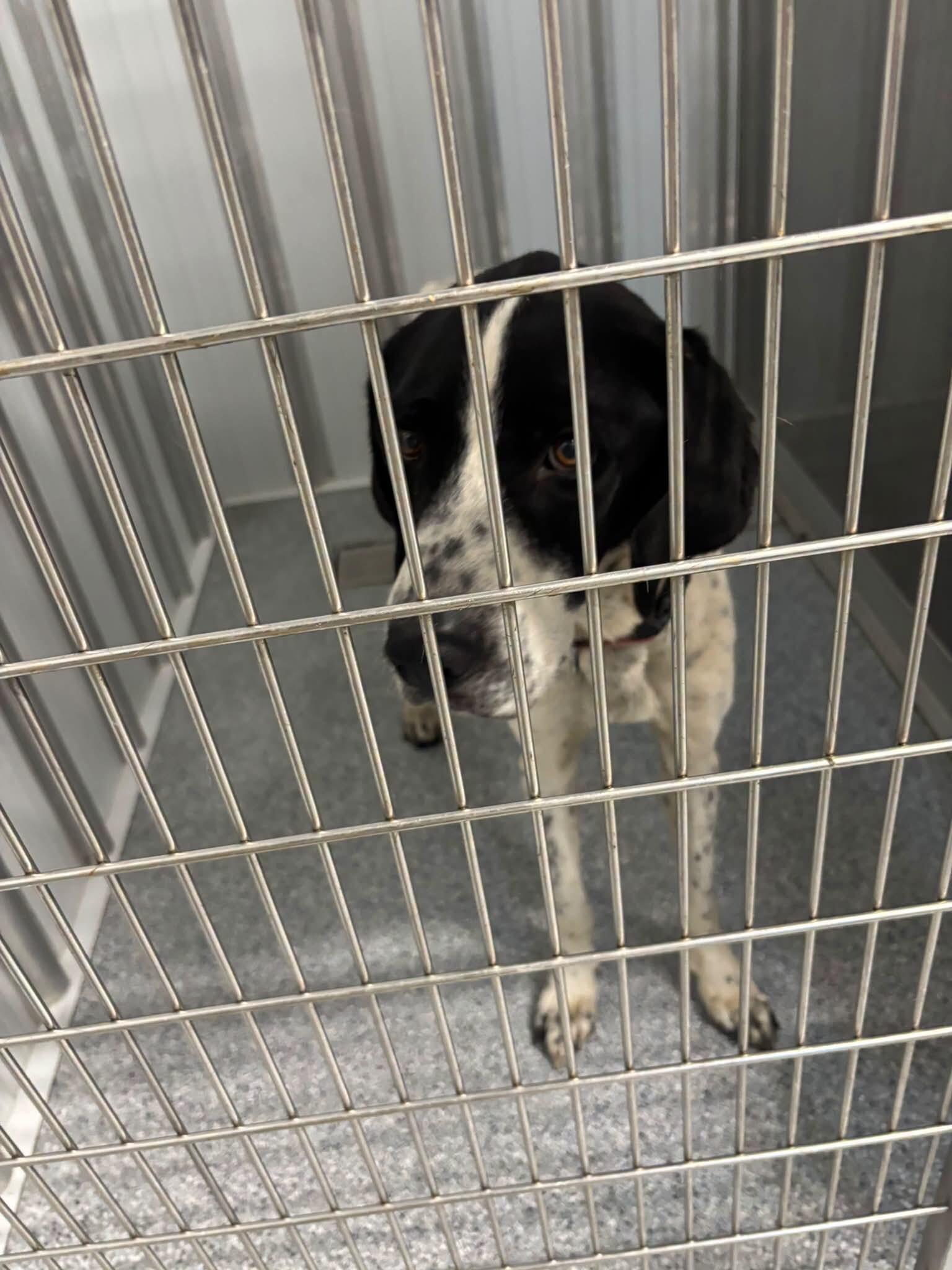 Mr Big, Adoptable, Young Male Hound & Pointer.