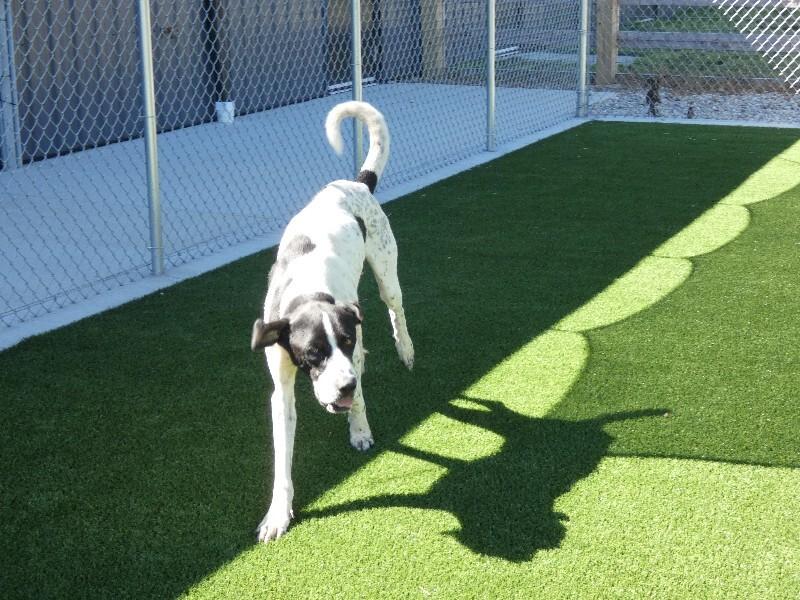 Enlarge Mr Big, a Adoptable mixed breed in bellefontaine, OH image 2/6