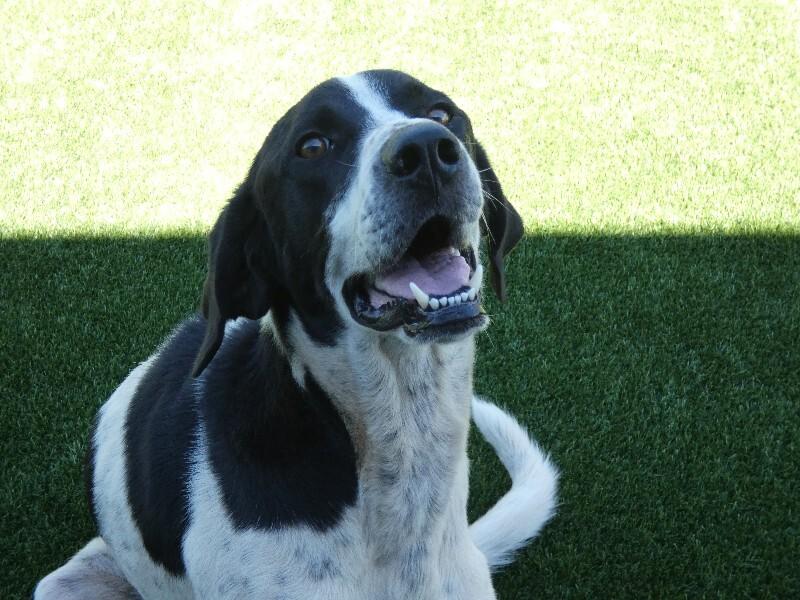Enlarge Mr Big, a Adoptable mixed breed in bellefontaine, OH image 3/6
