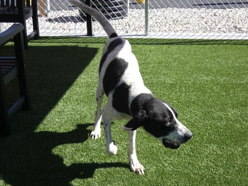 Enlarge Mr Big, a Adoptable mixed breed in bellefontaine, OH image 4/6
