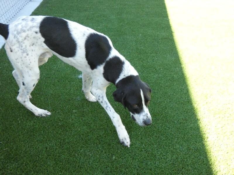 Enlarge Mr Big, a Adoptable mixed breed in bellefontaine, OH image 5/6