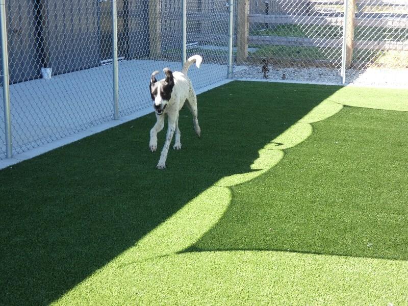 Enlarge Mr Big, a Adoptable mixed breed in bellefontaine, OH image 6/6