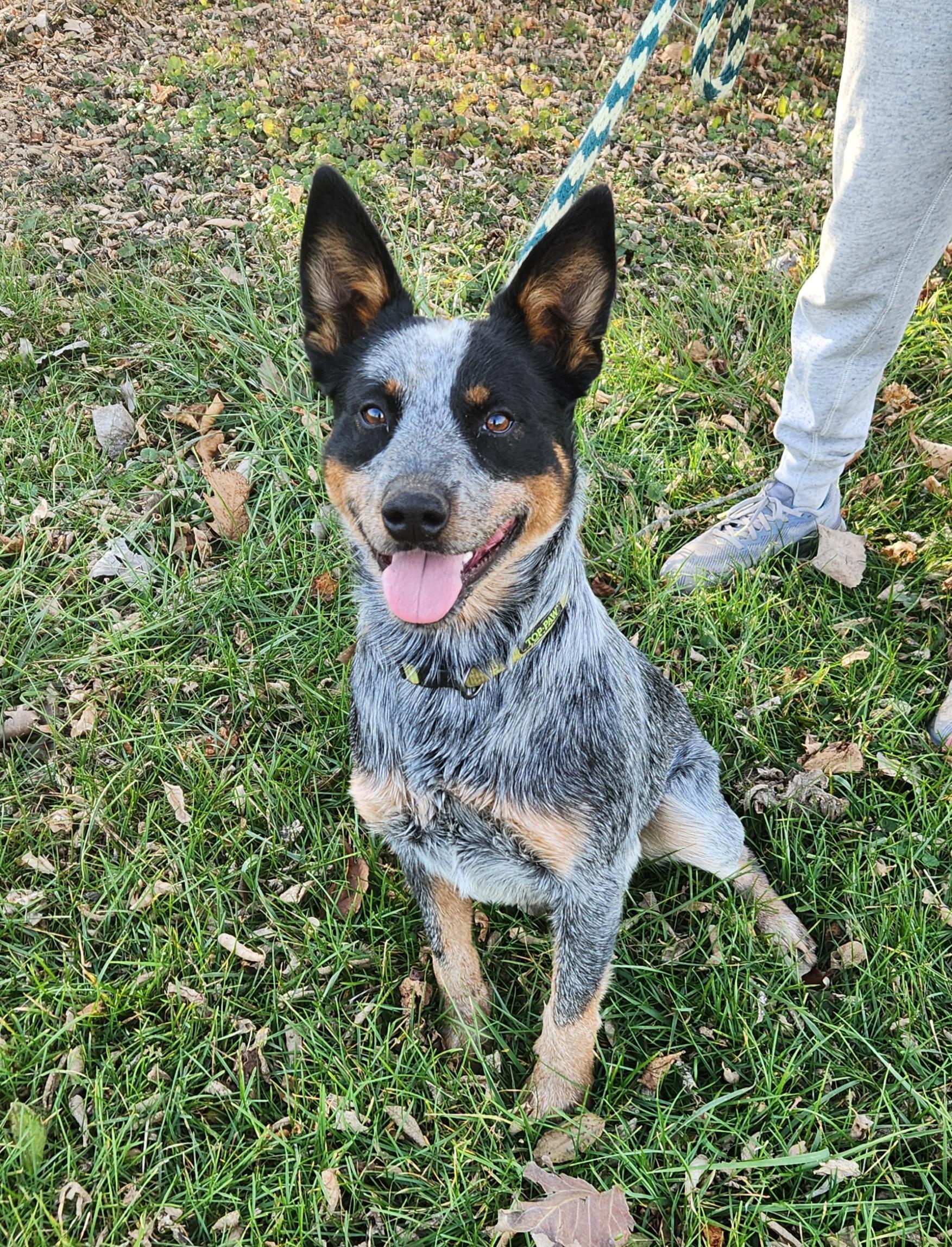 Bandit, Adoptable, Young Male Australian Cattle Dog / Blue Heeler.