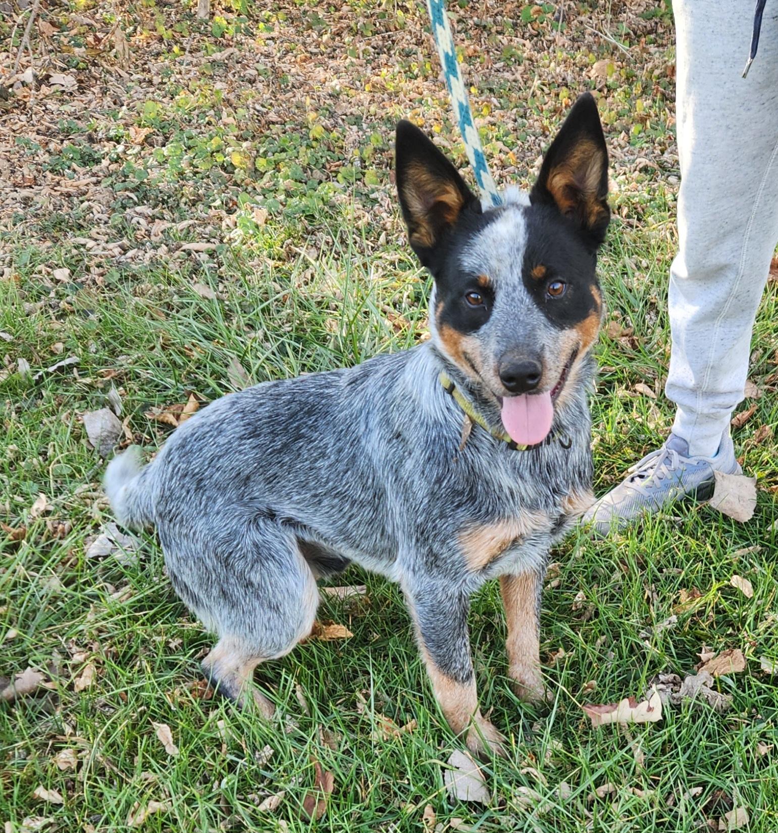 Bandit, a Adoptable Australian Cattle Dog / Blue Heeler in Liberty Center, OH image 2/6
