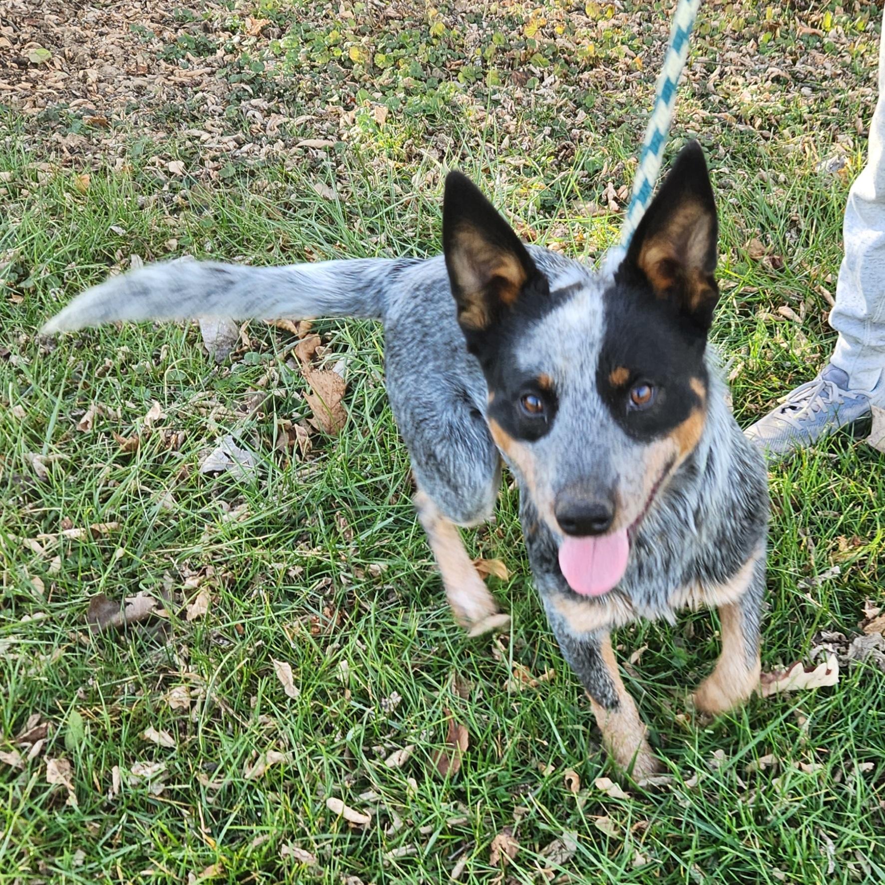 Bandit, a Adoptable Australian Cattle Dog / Blue Heeler in Liberty Center, OH image 3/6