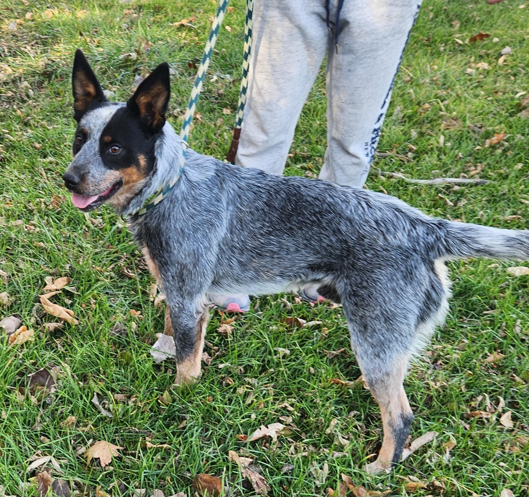 Bandit, a Adoptable Australian Cattle Dog / Blue Heeler in Liberty Center, OH image 4/6