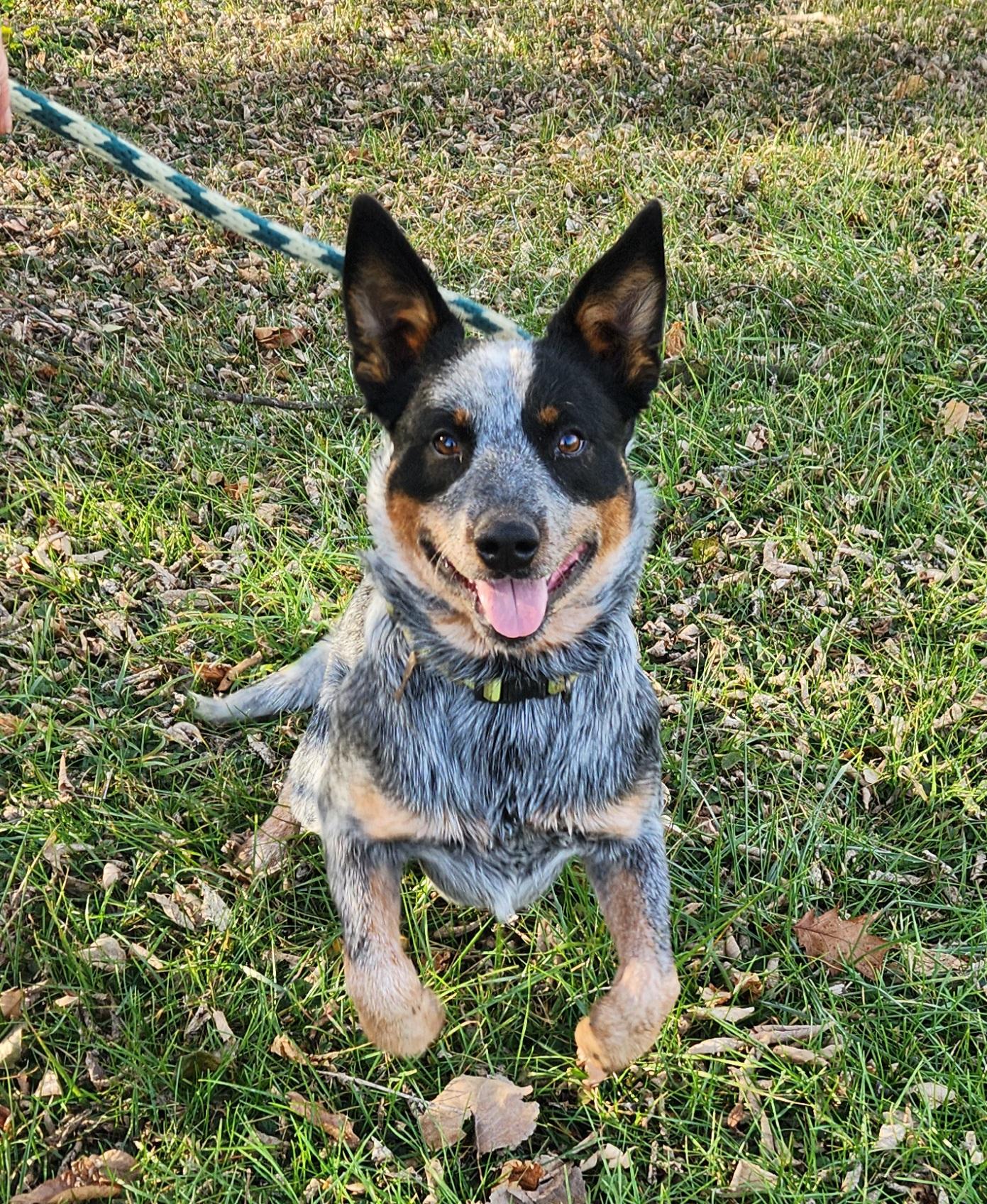 Bandit, a Adoptable Australian Cattle Dog / Blue Heeler in Liberty Center, OH image 6/6
