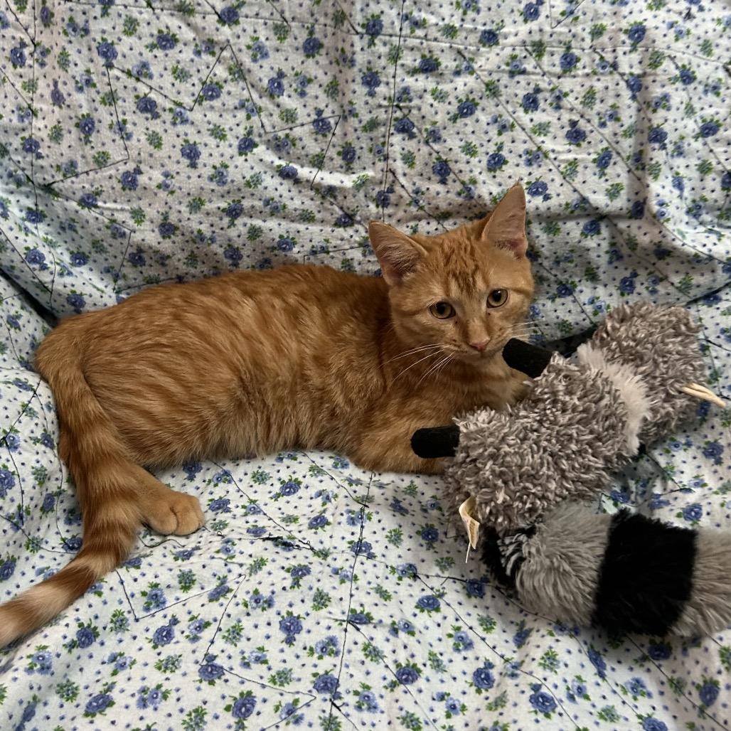 Sundance, Adoptable, Young Male Domestic Short Hair.