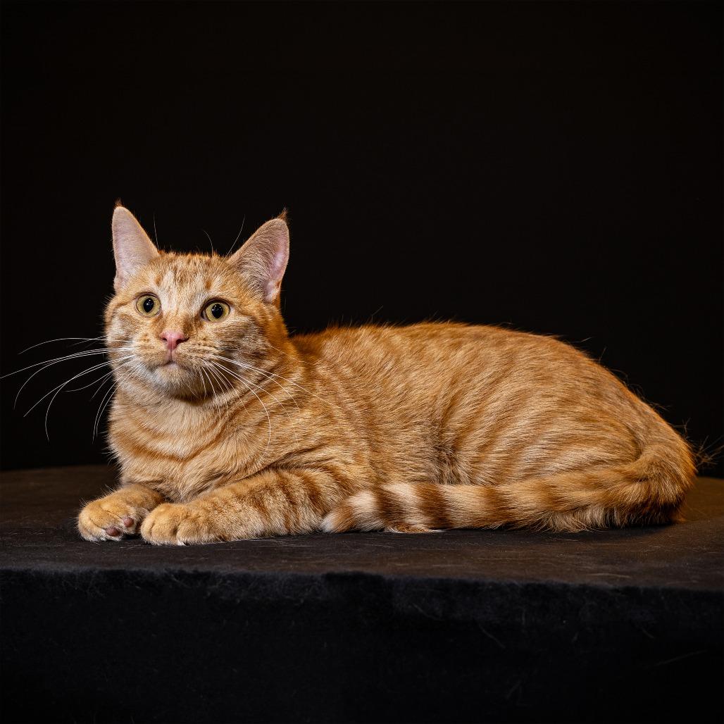 Enlarge Sundance, a Adoptable Domestic Short Hair in Columbia, MO image 2/5