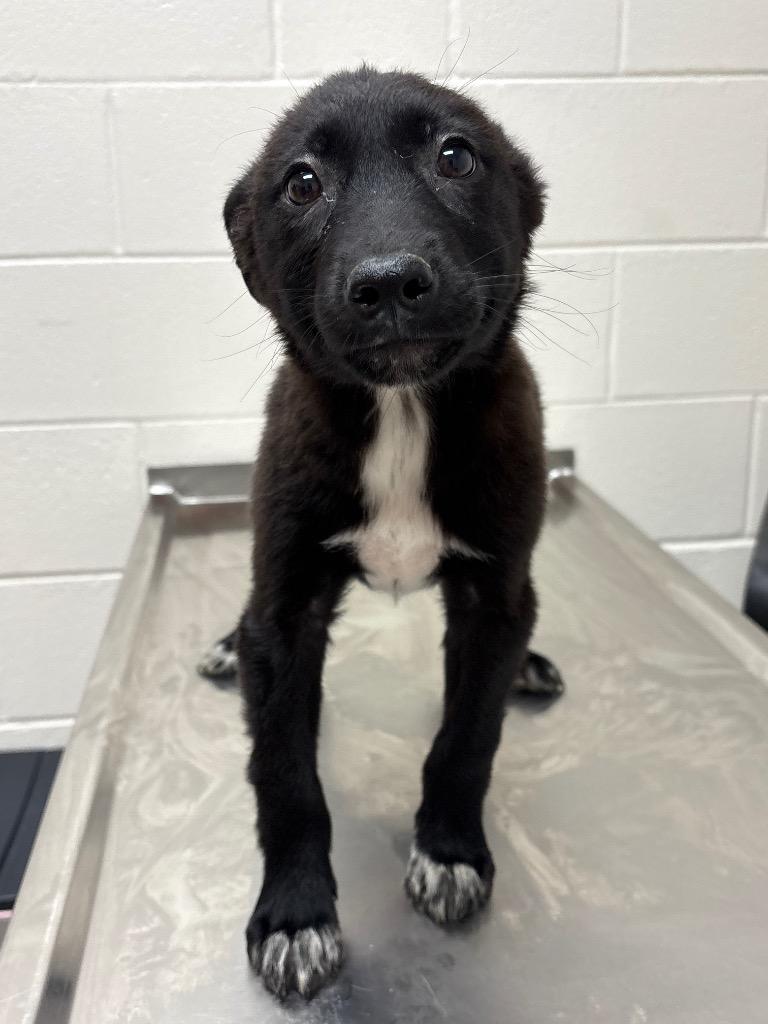 Leroy / AC 27752 D, Adoptable, Puppy Male Labrador Retriever.