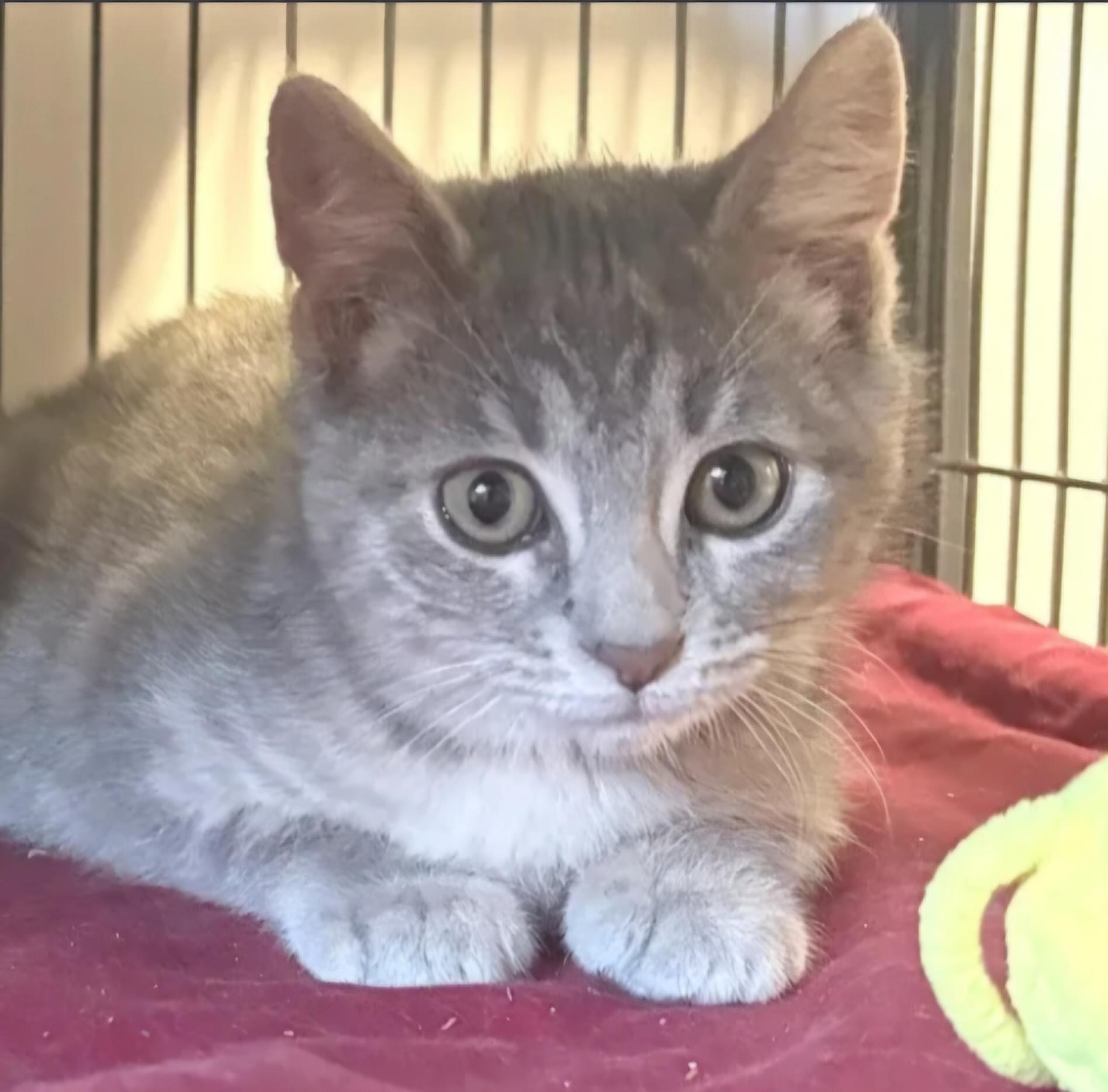 Meadow, ADOPTABLE, Young Female Domestic Short Hair.