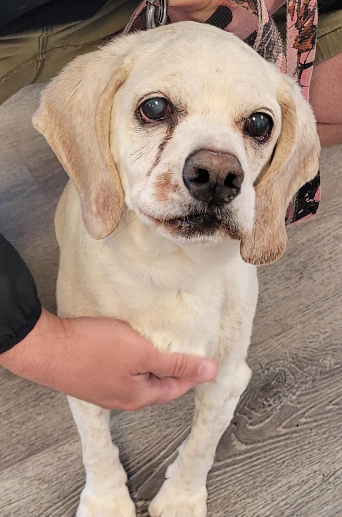 Enlarge Ezekiel, a Adoptable Cocker Spaniel in Westminster, MD image 1/3