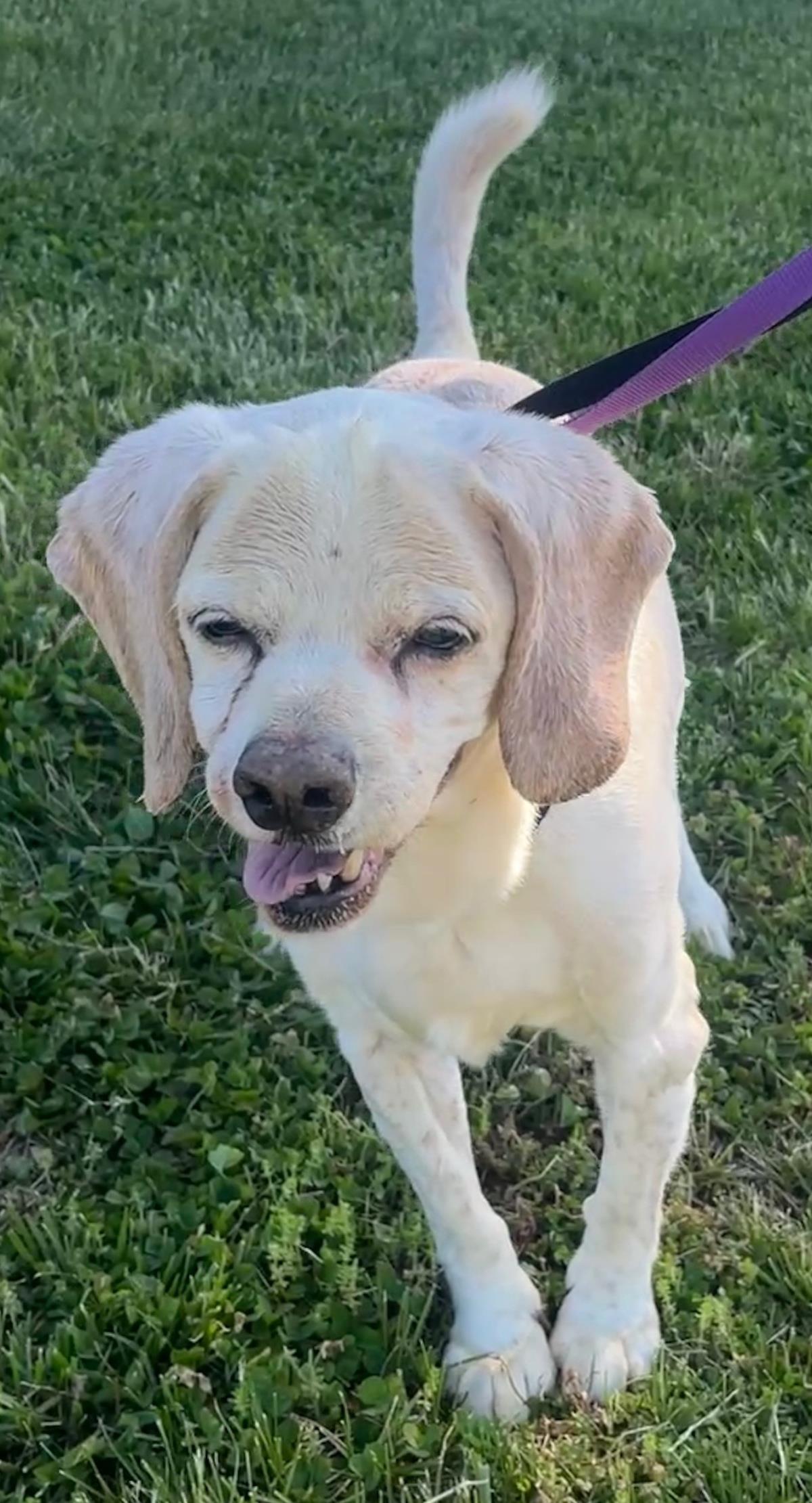 Enlarge Ezekiel, a Adoptable Cocker Spaniel in Westminster, MD image 2/3