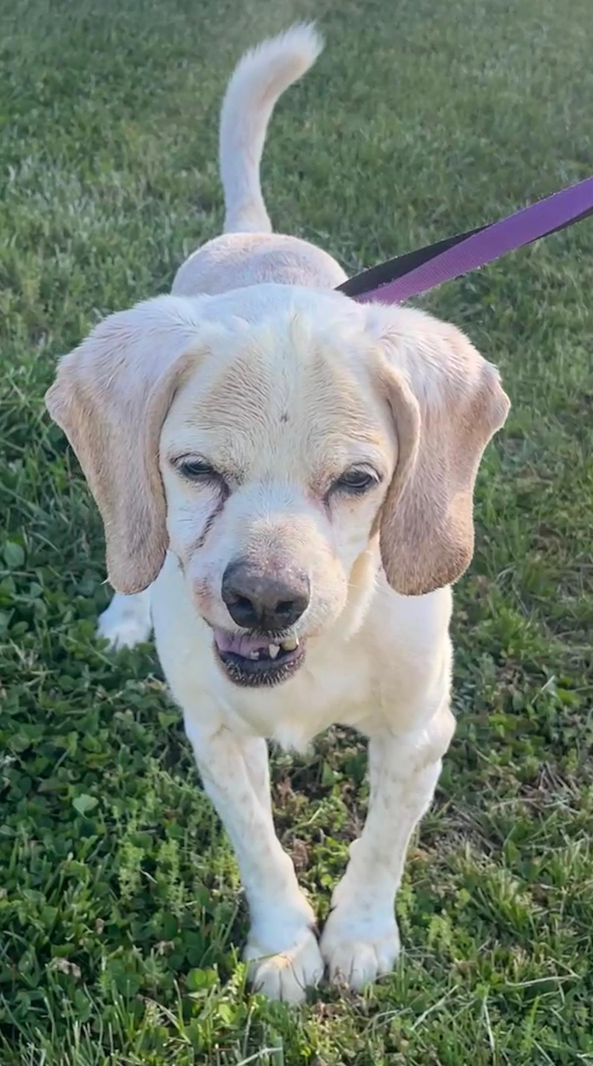 Enlarge Ezekiel, a Adoptable Cocker Spaniel in Westminster, MD image 3/3
