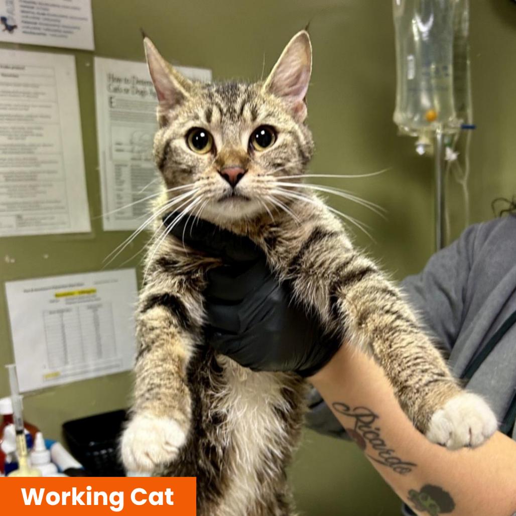 Kurama - Working Cat, Adoptable, Adult Female Domestic Short Hair.