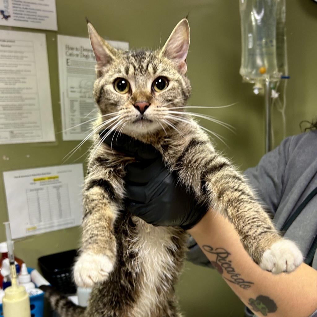 Enlarge Kurama - Working Cat, a Adoptable Domestic Short Hair in Baltimore, MD image 2/2