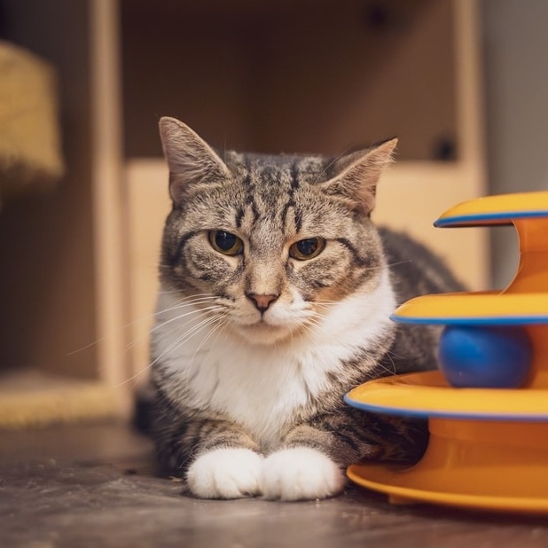 Enlarge Abigail, a Adoptable Tabby in Astoria, NY image 2/2