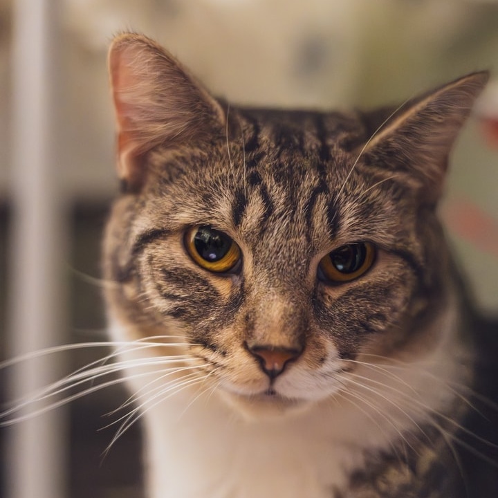 Abigail, Adoptable, Adult Female Tabby.