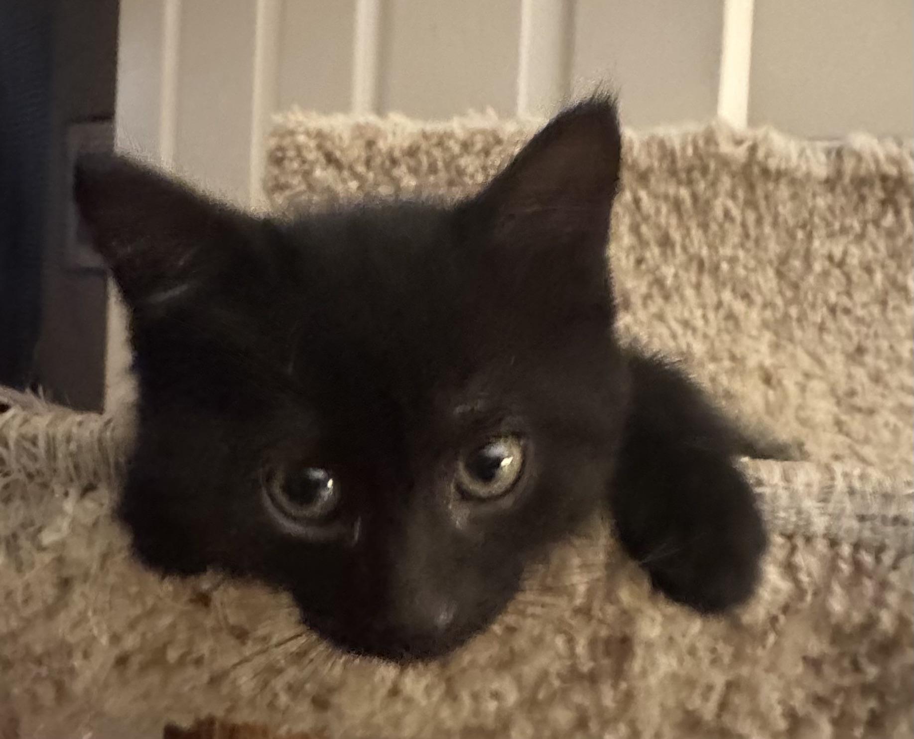Enlarge Coal, a Adoptable Domestic Short Hair in Pickering, ON image 1/2
