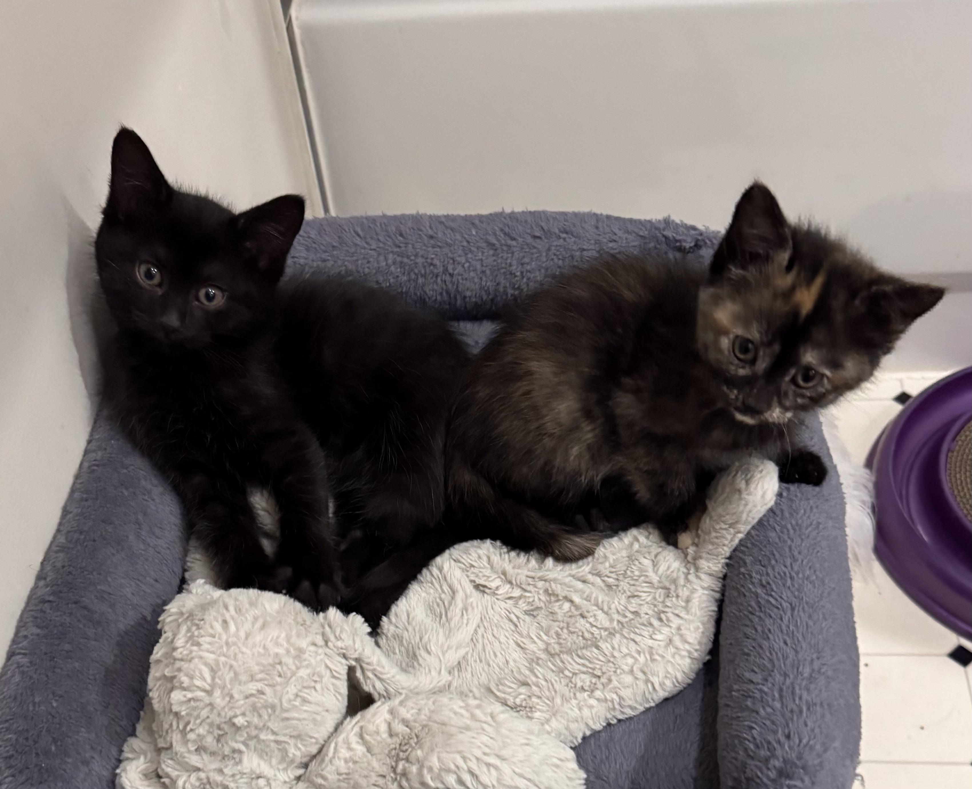 Enlarge Coal, a Adoptable Domestic Short Hair in Pickering, ON image 2/2