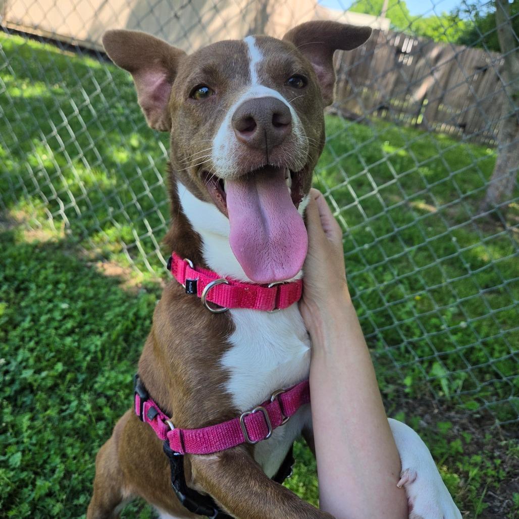 Barker, a Adoptable Mixed Breed in Tulsa, OK image 1/6