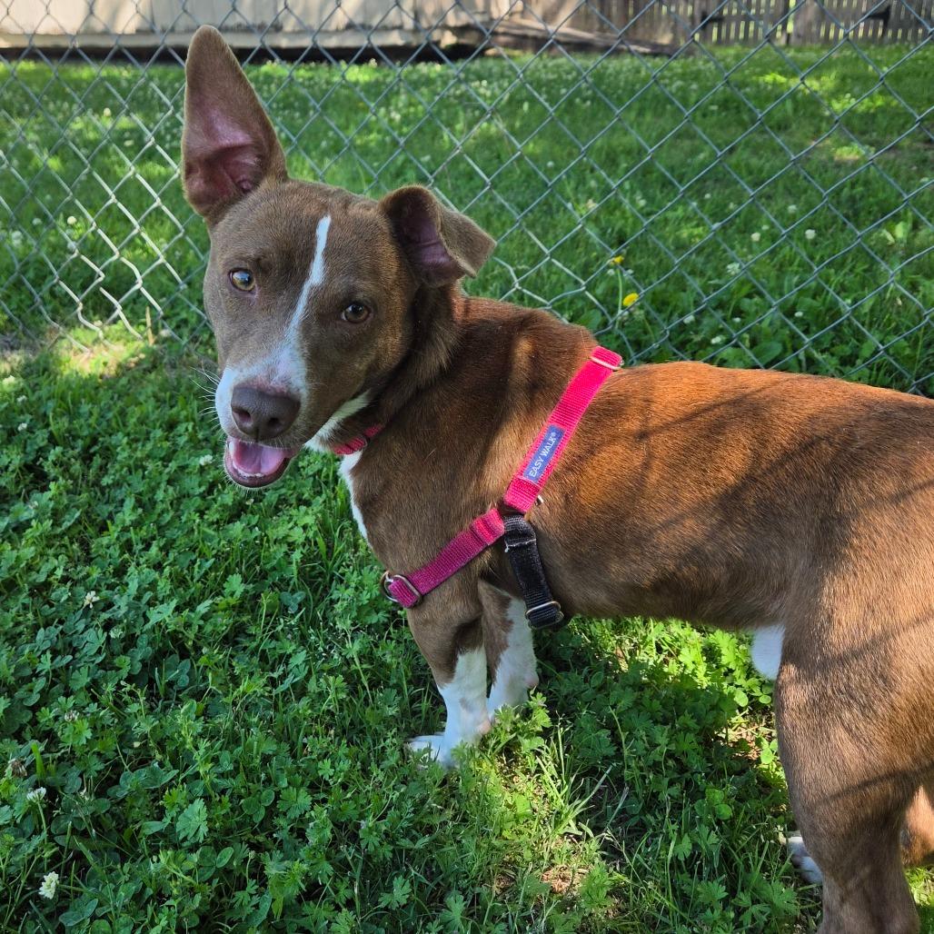 Barker, a Adoptable Mixed Breed in Tulsa, OK image 2/6