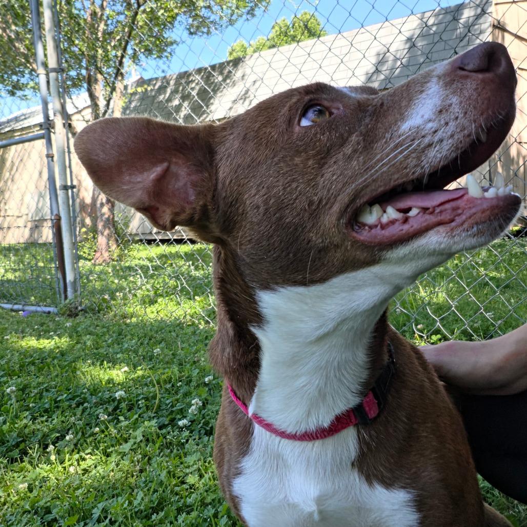 Barker, a Adoptable Mixed Breed in Tulsa, OK image 3/6