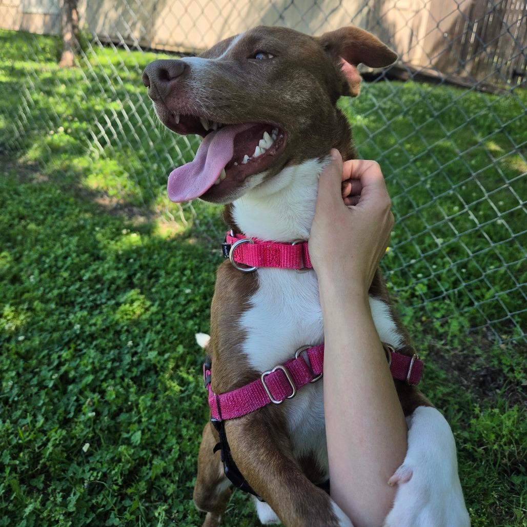 Barker, a Adoptable Mixed Breed in Tulsa, OK image 4/6