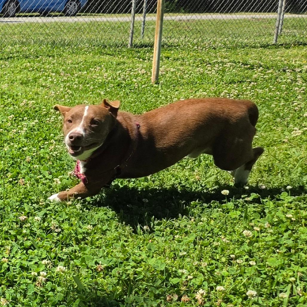 Barker, a Adoptable Mixed Breed in Tulsa, OK image 5/6