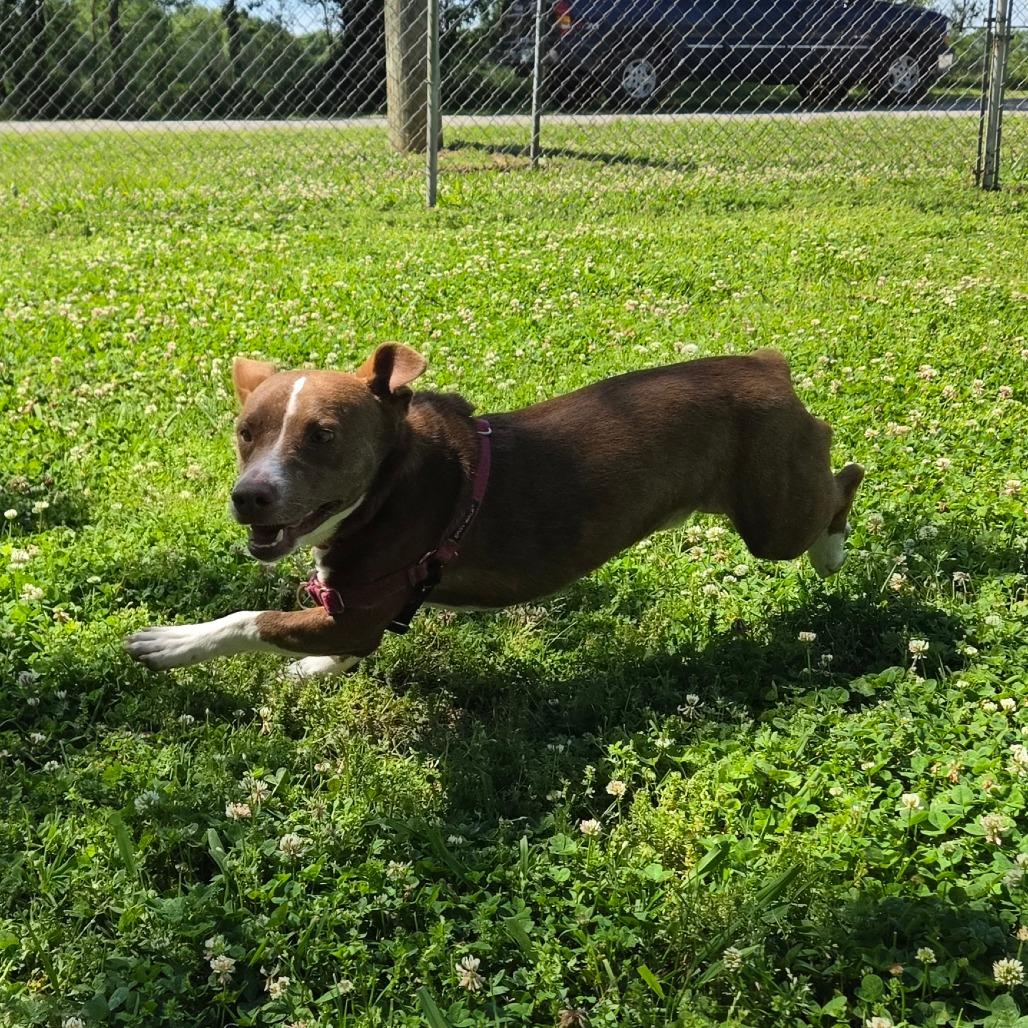 Barker, a Adoptable Mixed Breed in Tulsa, OK image 6/6