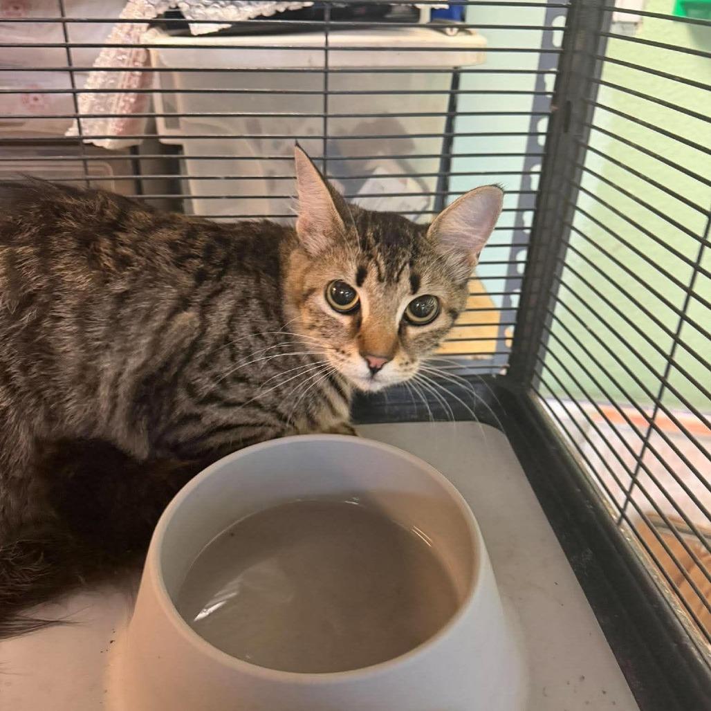 Mopsey, Adoptable, Young Female Domestic Short Hair.