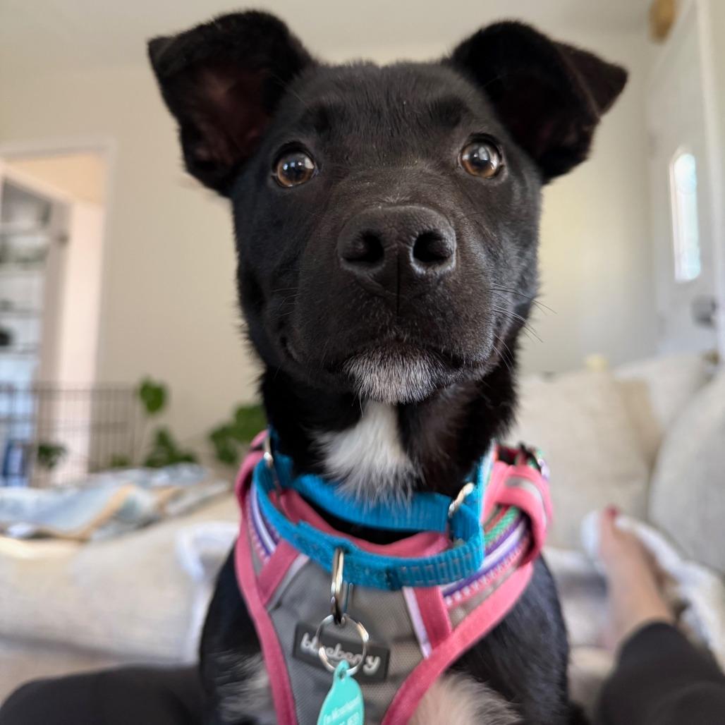 Roux, Adoptable, Puppy Female Black Labrador Retriever & Border Collie.