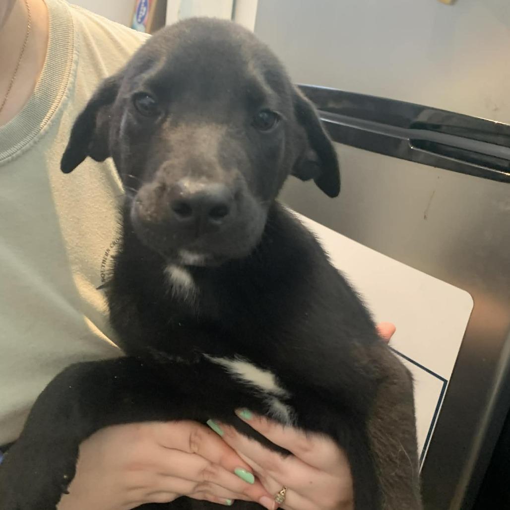 Luke, Adoptable, Young Male Mountain Cur.