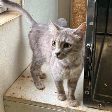 Enlarge Audi, a ADOPTABLE American Shorthair in Danbury, CT image 3/6