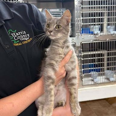 Enlarge Audi, a ADOPTABLE American Shorthair in Danbury, CT image 2/6