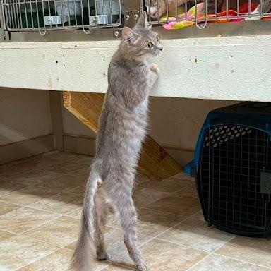 Enlarge Audi, a ADOPTABLE American Shorthair in Danbury, CT image 4/6