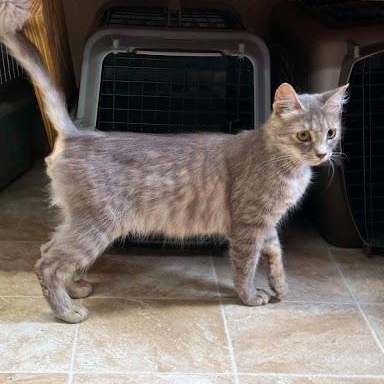 Enlarge Audi, a ADOPTABLE American Shorthair in Danbury, CT image 1/6