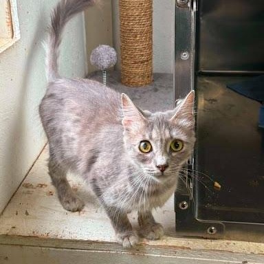 Enlarge Audi, a ADOPTABLE American Shorthair in Danbury, CT image 6/6