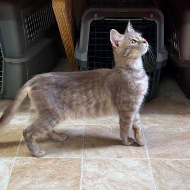 Enlarge Audi, a ADOPTABLE American Shorthair in Danbury, CT image 5/6