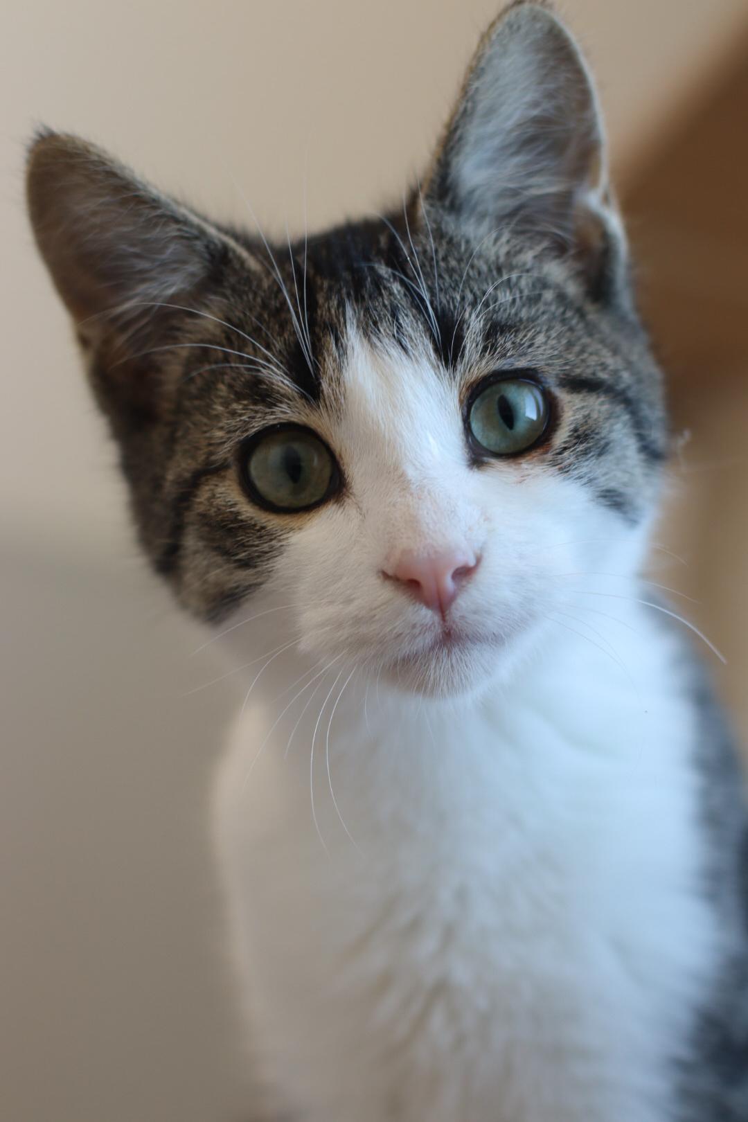 Grover, Adopted, Young Male Domestic Medium Hair.