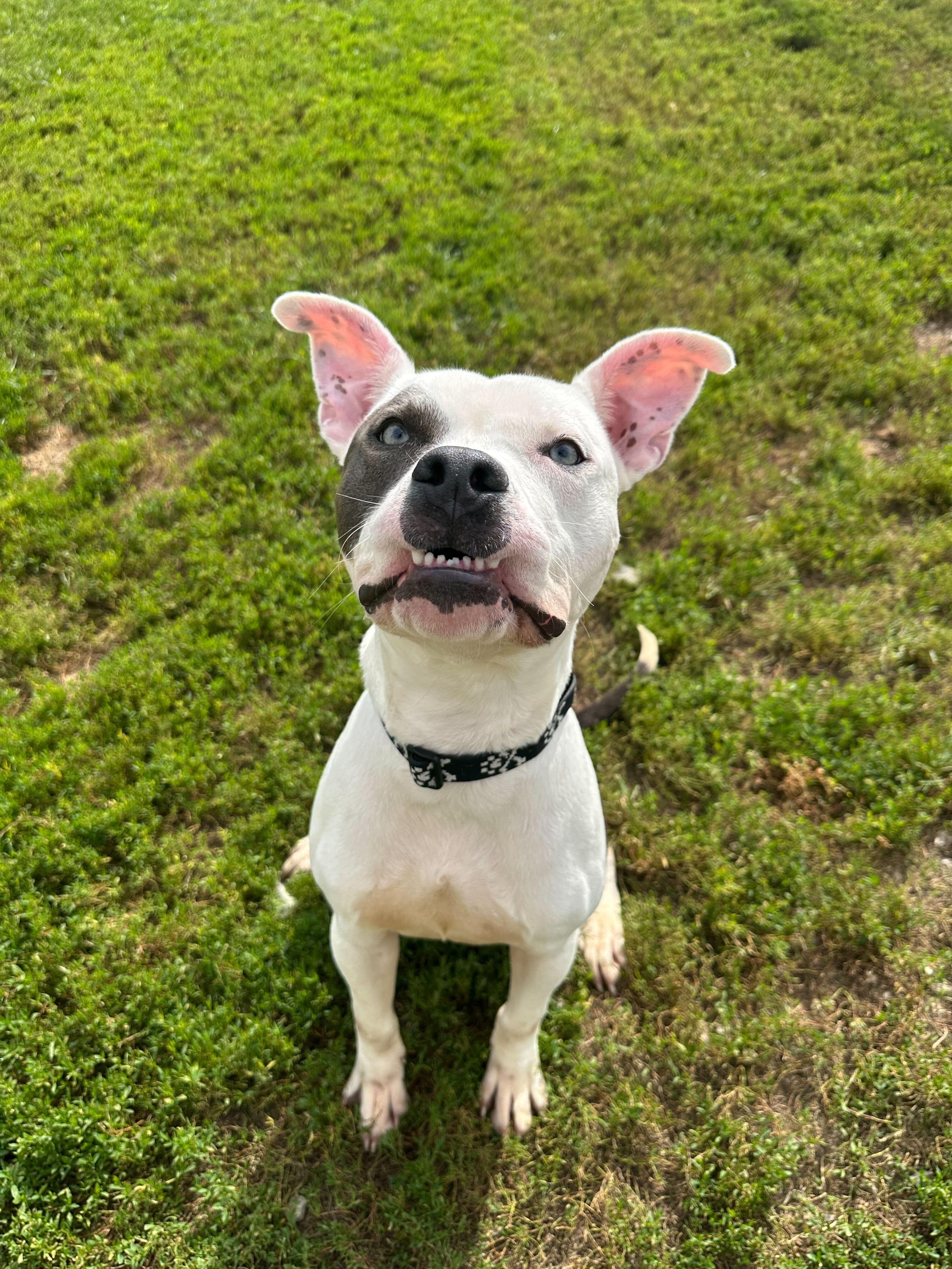 Declan, a Adoptable mixed breed in Dubuque, IA image 1/2