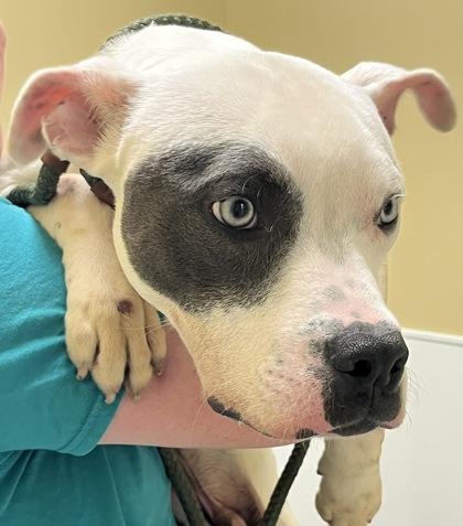 Declan, a Adoptable mixed breed in Dubuque, IA image 2/2