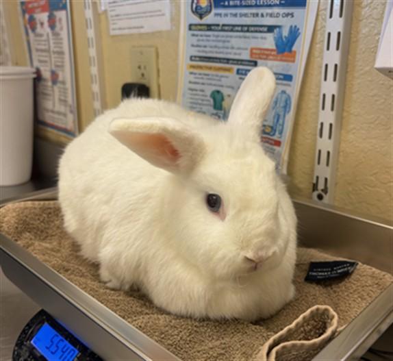 Enlarge BLUEBERRY, a Adoptable Bunny Rabbit in Fort Myers, FL image 1/1
