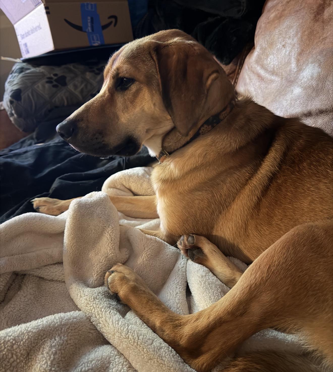 Enlarge Honey, an adopted mixed breed in Junction City, KY image 2/3