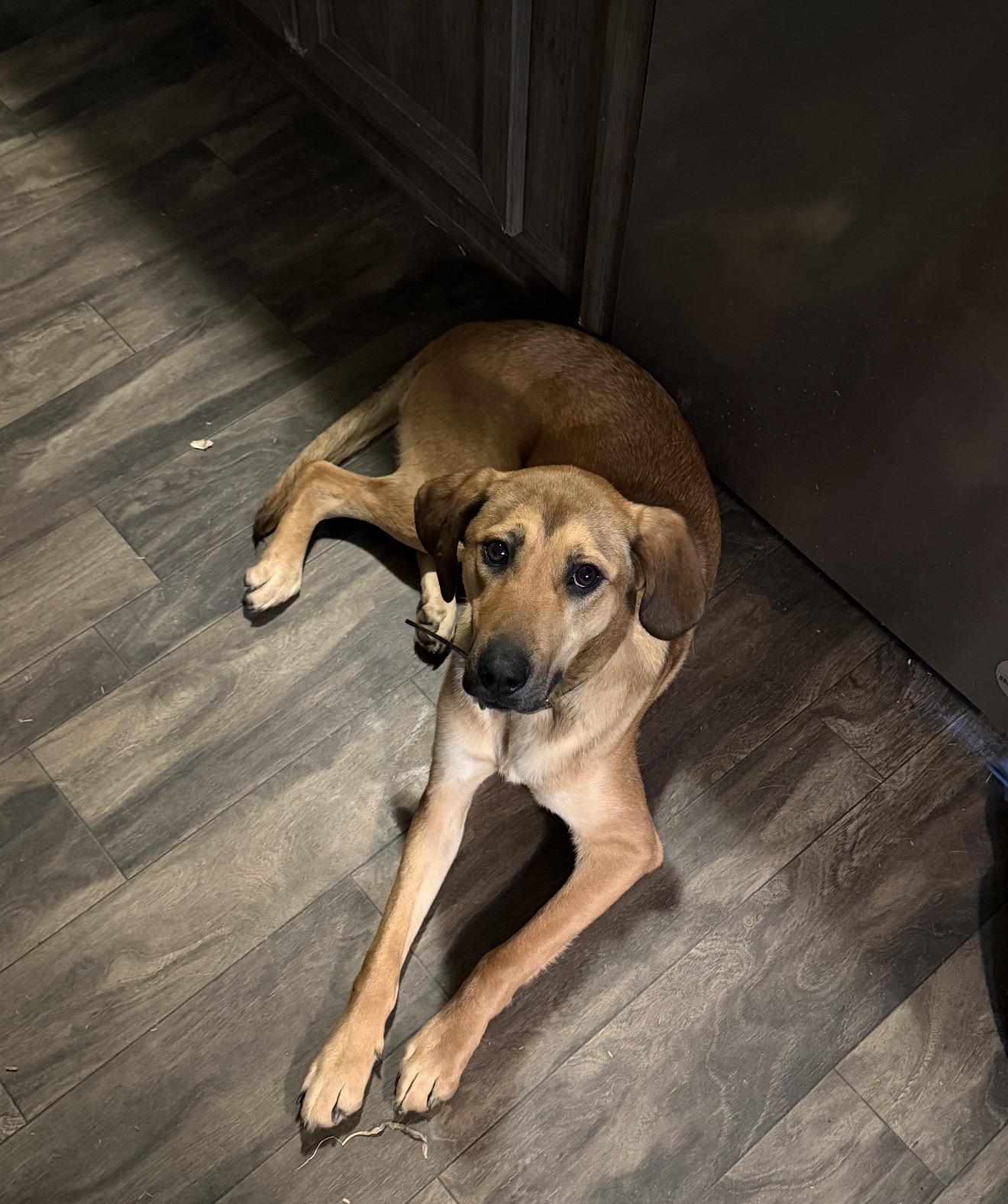 Enlarge Honey, an adopted mixed breed in Junction City, KY image 3/3