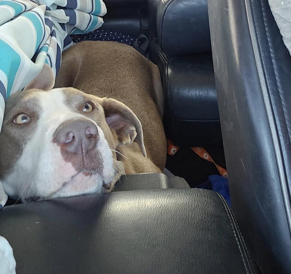 Luna 2.0, a Adoptable mixed breed in Parker, CO image 5/5